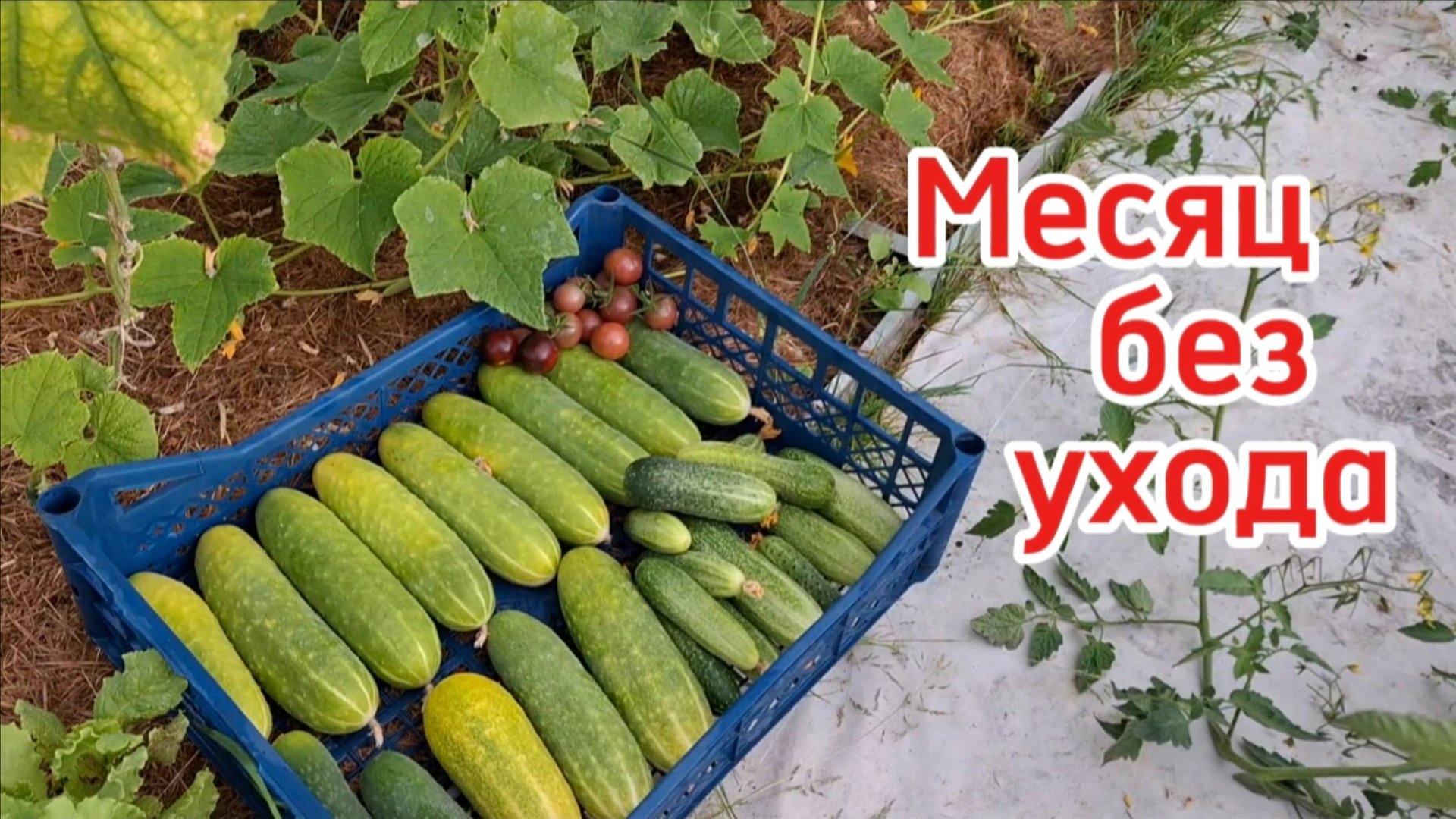 Автополив спас урожай! Теплица огурцов и помидоров после 4 недель жары без ухода смотреть онлайн