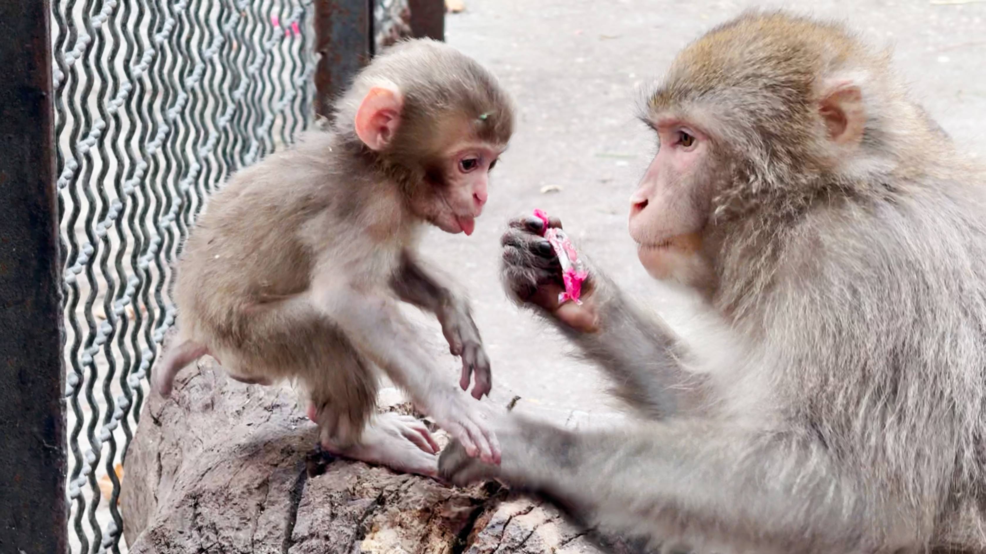 Мила-сан таскает свою Сакуру, как тряпку и дразнит конфетой! Макаки нежностью не отличаются! смотреть онлайн