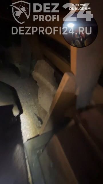 Профессиональное удаление гнезд шершней