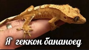 Геккон бананоед.