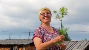 Живём в деревне. Убрали лук, укроп. Какая картошка, свекла , морковь? Наши будни с вишенкой