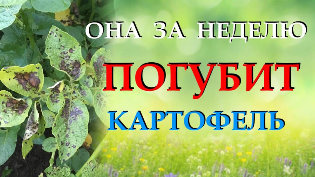 Как спасти картофель от фитофторы. Чем обработать и чем подкормить для повышения иммунитета смотреть онлайн