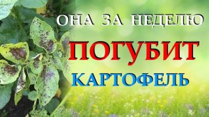 Как спасти картофель от фитофторы. Чем обработать и чем подкормить для повышения иммунитета