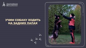 Учим собаку ходить на задних лапах
