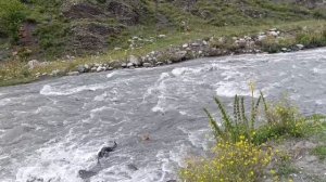 Манифест Свободы Воли