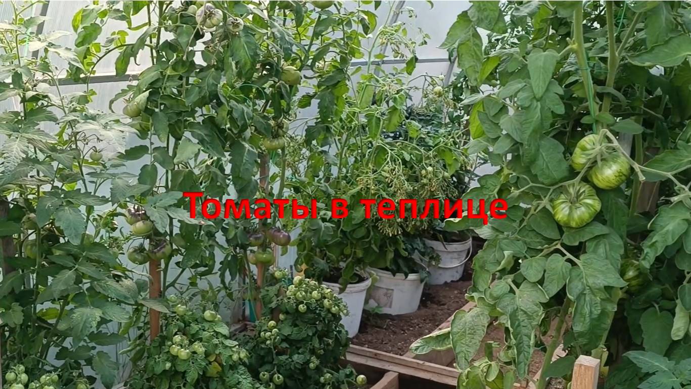 Томаты в теплице Конец июля смотреть онлайн