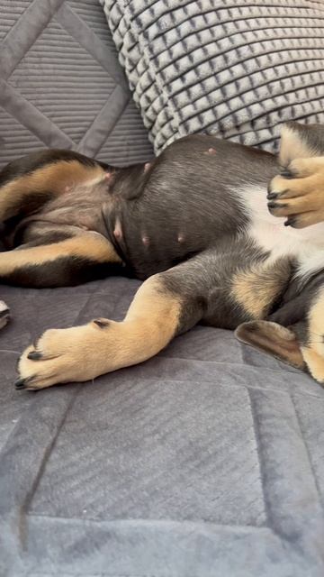 Французский интеллект