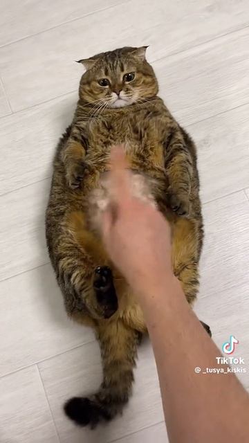 кот😃😃😃 смотреть онлайн