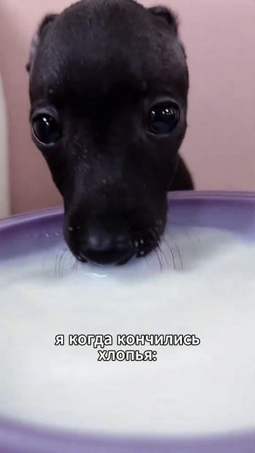 Это не слезы, просто милота в глаз попала #видеосживотными #милота #животные #юмор #смех #музыка смотреть онлайн