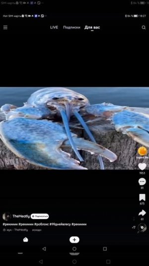 зимующий рак