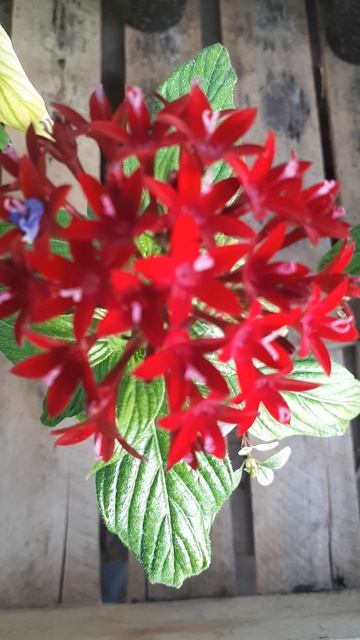 ЦВЕТЫ НА ДАЧЕ