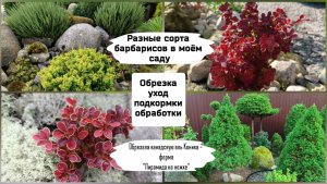 Разные сорта барбарисов в моём саду. Обрезка, уход, подкормки, обработки.