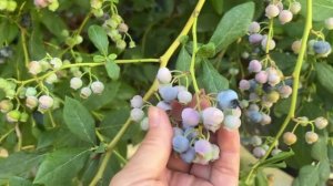 Наш крымский участок в августе Часть 1