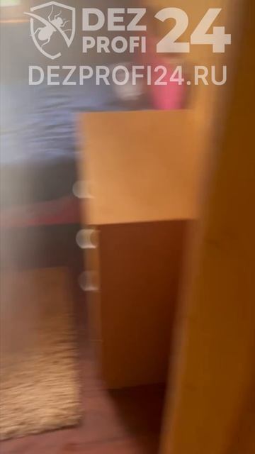 Профессиональная обработка дачи от мух