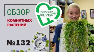Обзор растений: церопегии, пеперомии, кампанулы, пальмы, рапис, папоротники, сансевиерии. №132