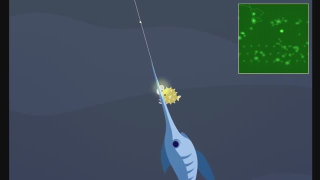 Поймал рыбу-меч и не только! Cat goes fishing.