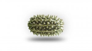 (небуди перрезалив) - ДИКИЙ ОГУРЕЦ 🥒😱– ОТКУДА МЕМ？