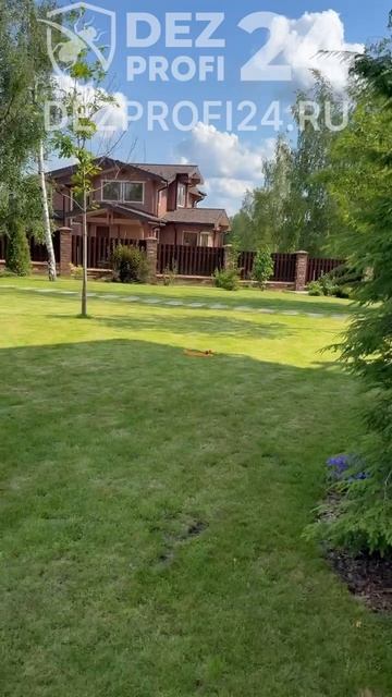 Фунгицидная обработка туй