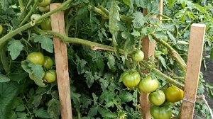 МУЖ РАССКАЗАЛ ПРО ЖИЗНЬ/СОБРАЛА УРОЖАЙ🥒 КАТАЮ АССОРТИ.