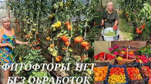Профилактика фитофторы БЕЗ ОБРАБОТОК ХИМИЕЙ Чистые томаты