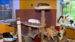 Сегодня - Всемирный день кошек