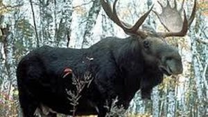 Лось помог людям. Интересная история про животных.