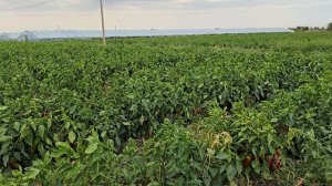 Перец Каптур F1 и Ариадни F1 в тяжёлых условиях 2025 года. Краснодарский край, август.