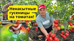 Гусениц на томатах больше НЕТ Как мы от них избавились