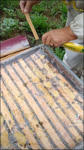 Пасека Виктор Дашицкого