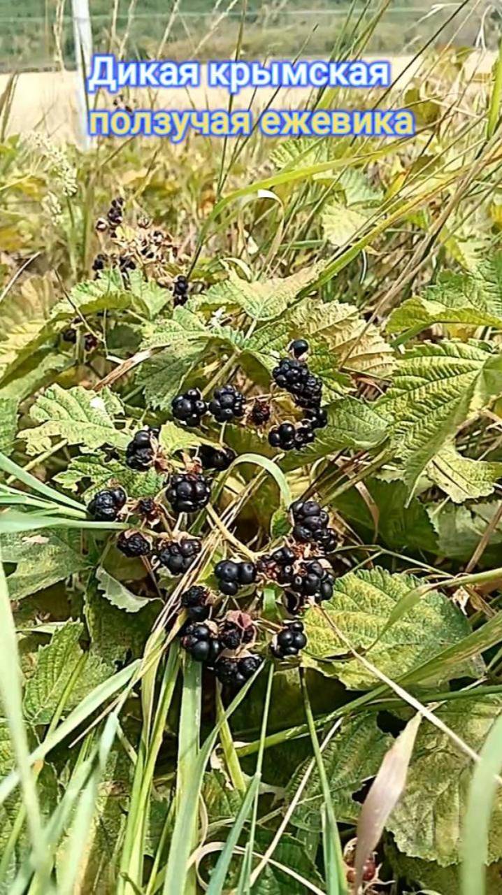 Дикая ползучая ежевика в Крыму