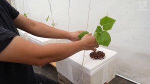 Выращивание огурцов на гидропонике в домашних условиях