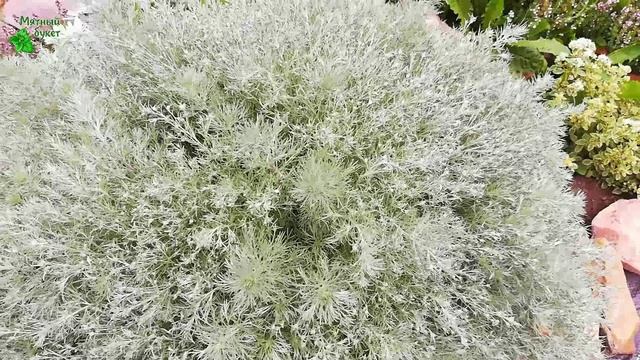 Полынь Шмидта "Нана". Конец июля 2025г