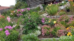 6-7  августа.Жизнь в деревне.