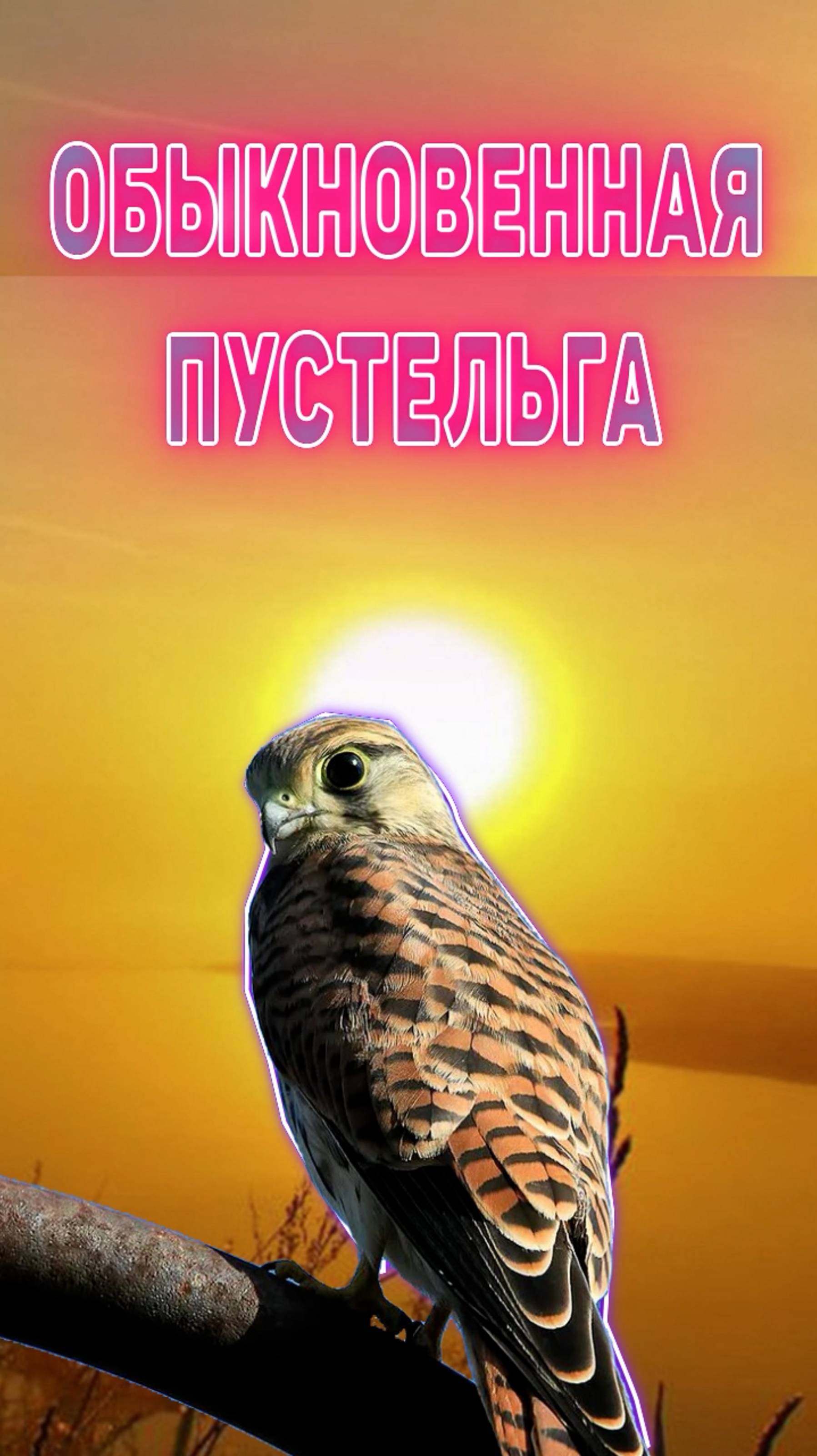 Пустельга обыкновенная.