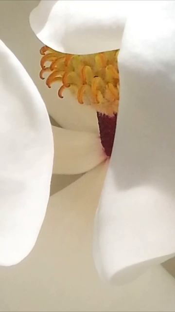 Светлана Кутузова