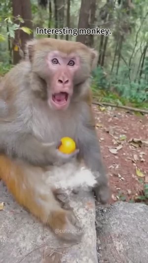 Обезьяны, попробуй не смеяться...