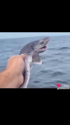 какое доброе сердце у акул