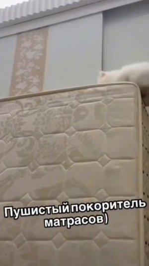 Хехе котик)