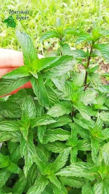 Шоколадная мята. Июнь 2025г