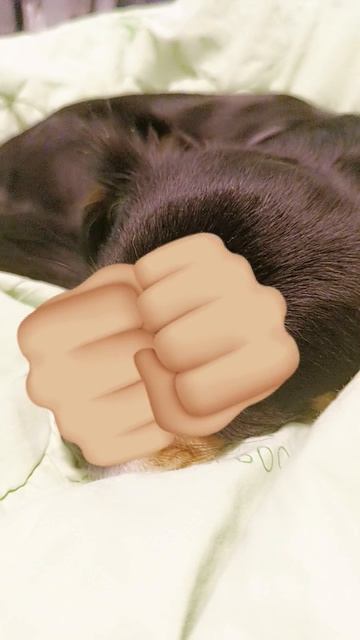 Кошечка мяу