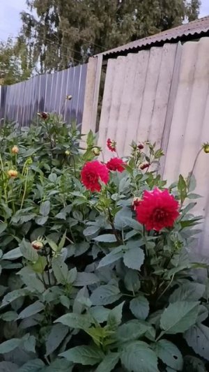 ДОБРЫЙ ВЕЧЕР.