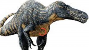 Суровая выживание зухомима