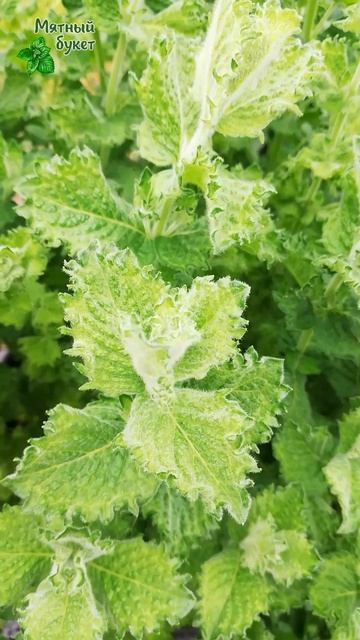 Мята Черная смородина опушенная. Июль 2025г