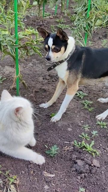 Кошка против собаки. #котшка #собака смотреть онлайн