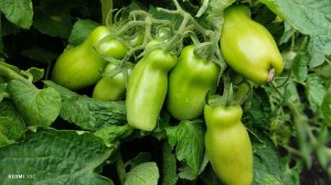 Томат "Гусли" -  очень урожайнвй сорт