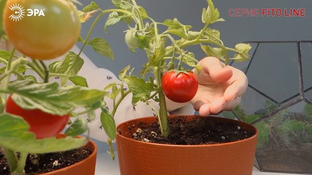 Фитосветильники ЭРА 30 Вт — для стеллажей и выращивания растений смотреть онлайн