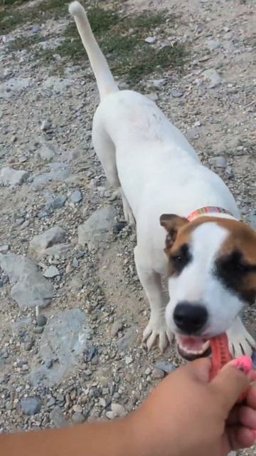 Собака в добрые руки. Позитивная Гайка