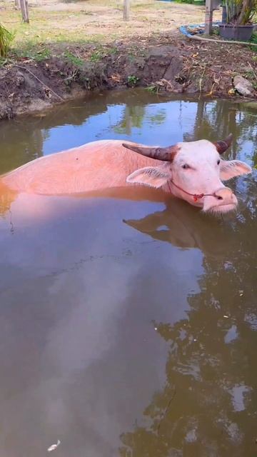 Розовая корова существует! смотреть онлайн