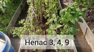 🍅 Урожайные томаты сорта Непас