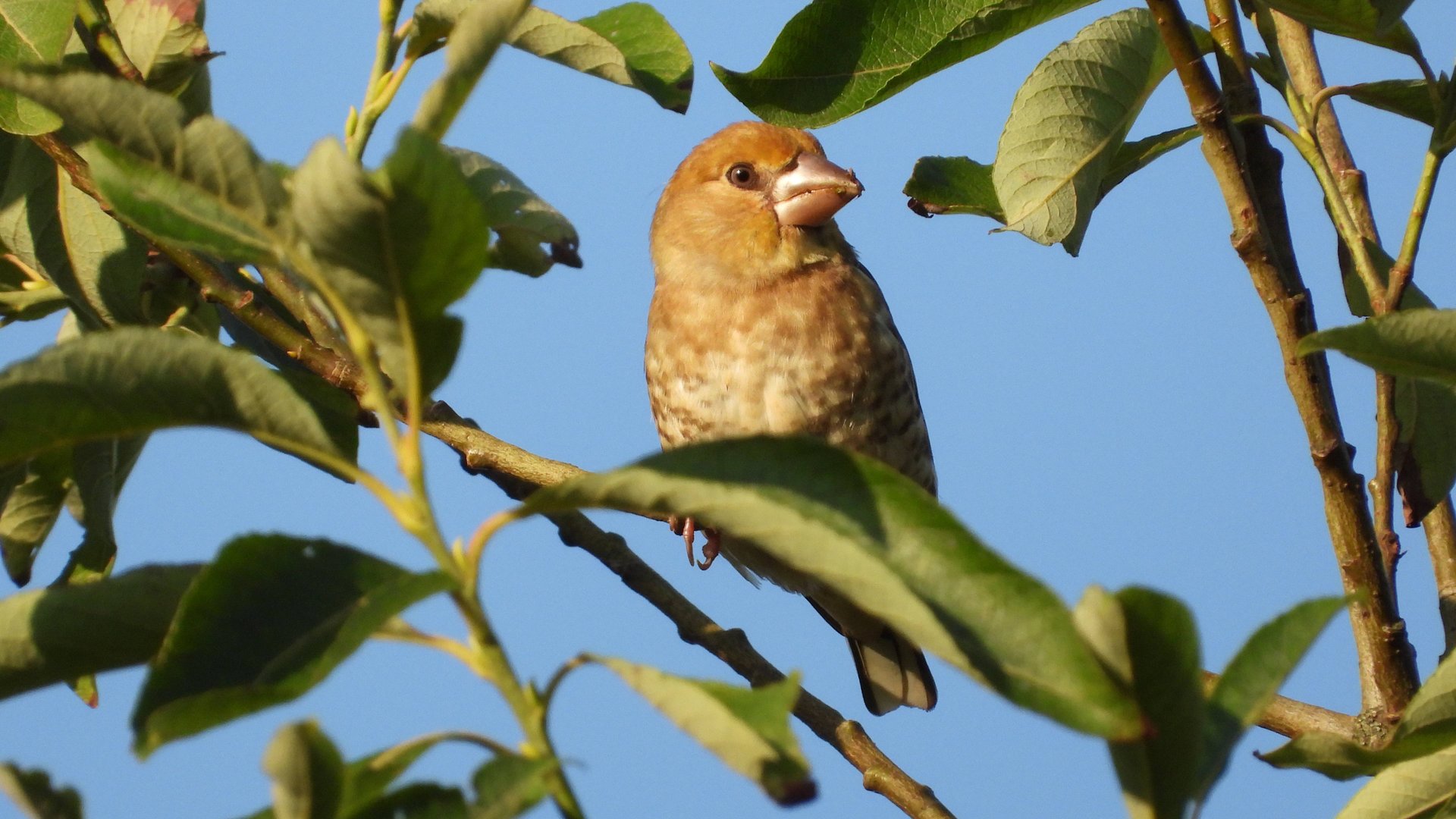 Дубонос, молодая птица, наблюдение в Великом Новгороде, 8 августа 2025 смотреть онлайн